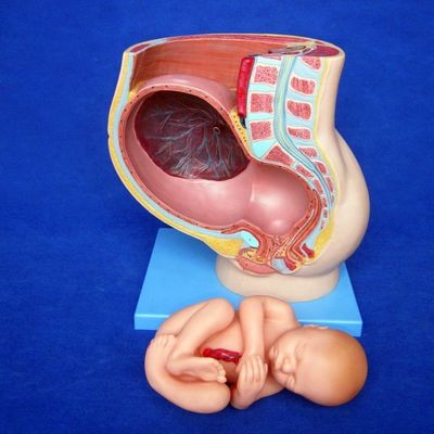 Patientenpflege Demonstration Weibliches Becken mit Gebärmutter im neunten Schwangerschaftsmonat Modell