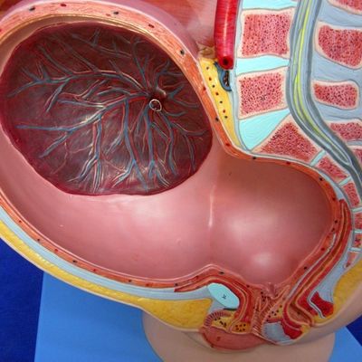 Patientenpflege Demonstration Weibliches Becken mit Gebärmutter im neunten Schwangerschaftsmonat Modell