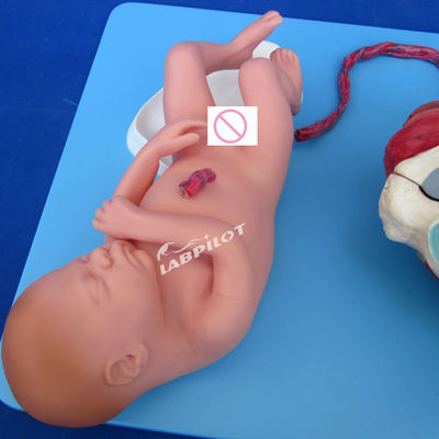 Erweiterte PVC-Bereitschaftsprozess-Demonstrationsmodell Vollzeit-Fötusgeburtstraining