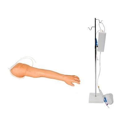 Realistisches Modell für die Ausbildung von Armen zur Venenuktur und Injektion für Angestellte im Gesundheitswesen