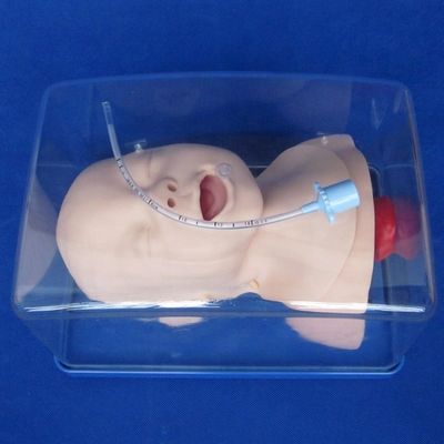 Medizinische Ausbildung Modell Neugeborene Trachea Intubation Kopf und Schultern Phantom