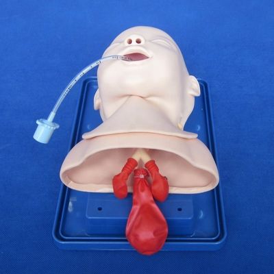 Medizinische Ausbildung Modell Neugeborene Trachea Intubation Kopf und Schultern Phantom
