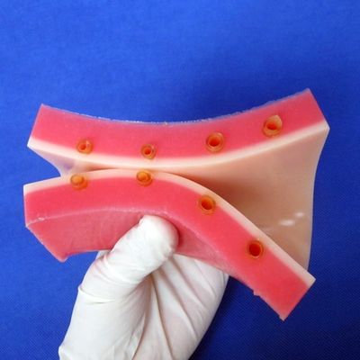 IV Injektionsschulung Demonstration Medizinischer Lehrsimulator mit einem lebhaften Hautmodell