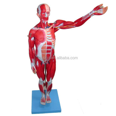 Anatomisches Modell 27 Teile Ganzkörpermuskeln mit inneren Organen 78cm Anatomie Modell