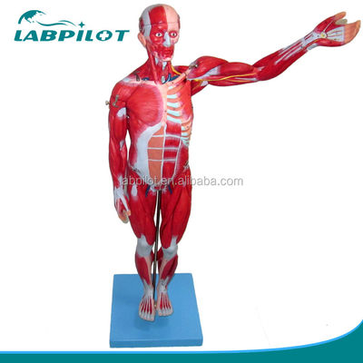 Vivid Muscles Modell 18 Teile Vollkörper Männliches Modell mit abnehmbaren anatomischen Merkmalen