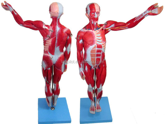 Vivid Muscles Modell 18 Teile Vollkörper Männliches Modell mit abnehmbaren anatomischen Merkmalen