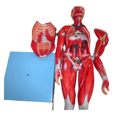 Vivid Muscles Modell 18 Teile Vollkörper Männliches Modell mit abnehmbaren anatomischen Merkmalen