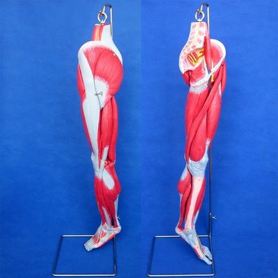 Anatomische Beinmuskeln Lehrmodell mit 10 Teilen Unterbeinmuskeln Demonstration