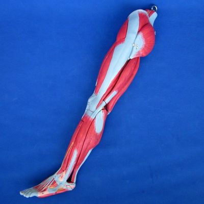 Abnehmbare Muskeln der unteren Gliedmaßen Medizinisches Modell Advanced PVC für die Anatomie-Ausbildung