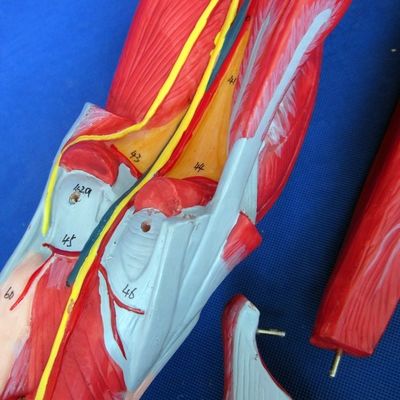 Anatomische Beinmuskeln Lehrmodell mit 10 Teilen Unterbeinmuskeln Demonstration
