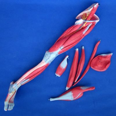 Abnehmbare Muskeln der unteren Gliedmaßen Medizinisches Modell Advanced PVC für die Anatomie-Ausbildung