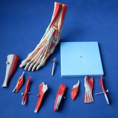 Menschliche Muskeln Anatomische Modelle Fortgeschrittene 9-Teile Fußmodell mit Nerven und Anatomie