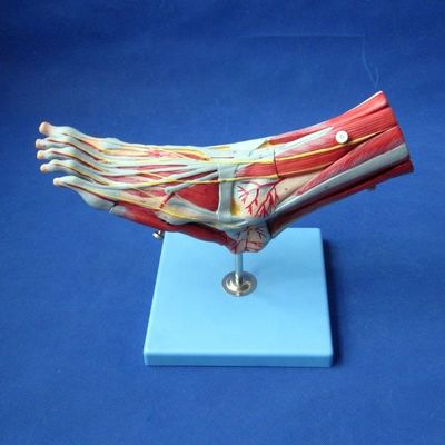 Menschliche Muskeln Anatomische Modelle Fortgeschrittene 9-Teile Fußmodell mit Nerven und Anatomie