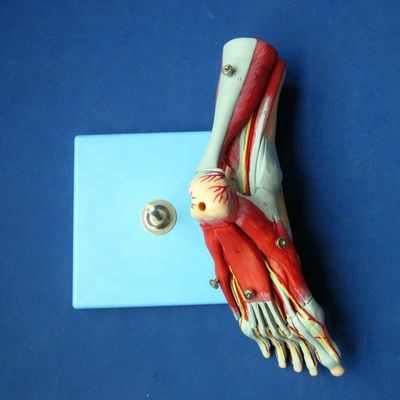 Menschliche Muskeln Anatomische Modelle Fortgeschrittene 9-Teile Fußmodell mit Nerven und Anatomie