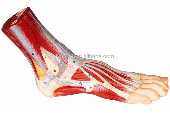 Medizinische Wissenschaft Genaues 3D-Anatomie-Modell des menschlichen Fußes für Training und Demonstration