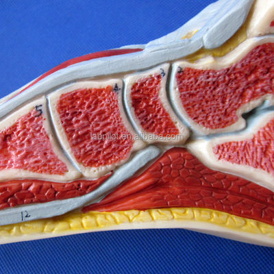 Anatomisches Modell des Fußes menschliche Lebensgröße Detaillierter median Sagittal Abschnitt Anatomie
