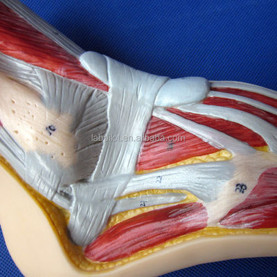 Anatomisches Modell des Fußes menschliche Lebensgröße Detaillierter median Sagittal Abschnitt Anatomie