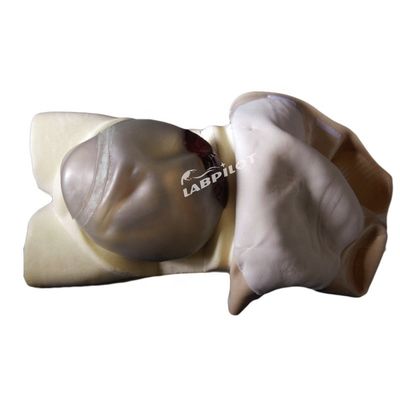 Erweiterte PVC-Mutterschafts-Krankenpflege-Mannequin für die Mutterschaftspalpations-Ausbildung