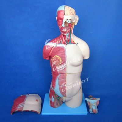 Der Vorteil von 333 nummerierten Positionen Anatomie des menschlichen Körpers Modell mit Muskeln und Organen