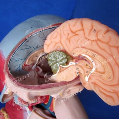 Der Vorteil von 333 nummerierten Positionen Anatomie des menschlichen Körpers Modell mit Muskeln und Organen