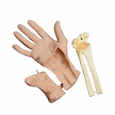 Disziplinierbares Trainingssimulator für Arthroskopie am Handgelenk