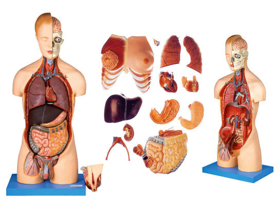 Der Vorteil von 333 nummerierten Positionen Anatomie des menschlichen Körpers Modell mit Muskeln und Organen