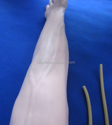 Medizinische Wissenschaft Venipuncture und IM Injektion Training Arm Modell mit verschont Haut