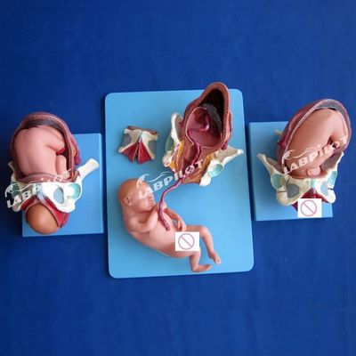 Medizinisches anatomisches Demonstrationsmodell Geburt Becken und Vollzeitfetusmodell