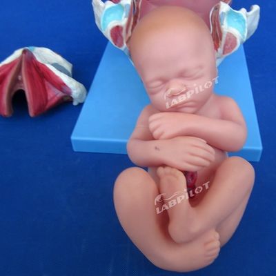 Medizinisches anatomisches Demonstrationsmodell Geburt Becken und Vollzeitfetusmodell