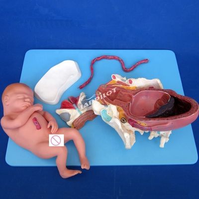 Medizinisches anatomisches Demonstrationsmodell Geburt Becken und Vollzeitfetusmodell