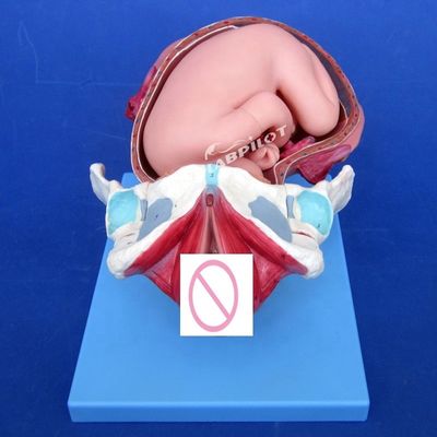 Medizinisches anatomisches Demonstrationsmodell Geburt Becken und Vollzeitfetusmodell