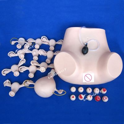 PVC-Palpation Gynäkologische Untersuchung Schulungsmannequin mit Verhütungsfunktion