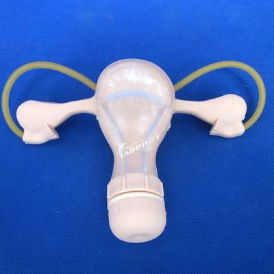 PVC-Palpation Gynäkologische Untersuchung Schulungsmannequin mit Verhütungsfunktion