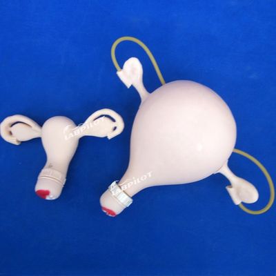 PVC-Palpation Gynäkologische Untersuchung Schulungsmannequin mit Verhütungsfunktion