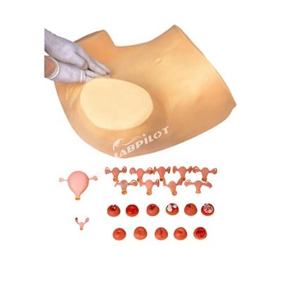 PVC-Palpation Gynäkologische Untersuchung Schulungsmannequin mit Verhütungsfunktion
