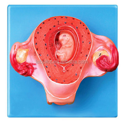 Erweitertes PVC-Uterusmodell für den zweiten Schwangerschaftsmonat Anatomische Uterusdemonstration