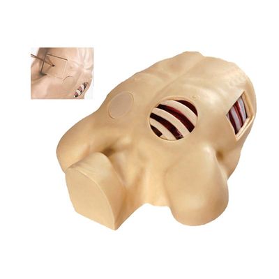 Erweiterte PVC-Dekompressionsmannequin für die künstliche Hydrothorax-Simulation