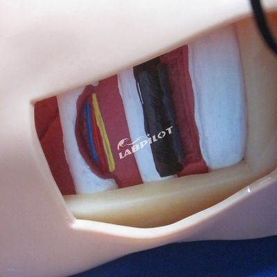 Erweiterte PVC-Dekompressionsmannequin für die künstliche Hydrothorax-Simulation