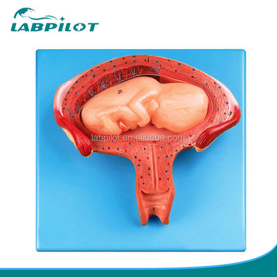 Medizinische Wissenschaft Schaufensterpuppe Vierter Monat Embryo-Modell für die Schwangere Uterus und Eierstock Anatomie