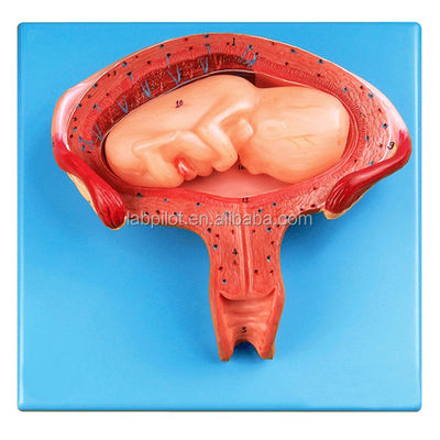 Medizinische Wissenschaft Schaufensterpuppe Vierter Monat Embryo-Modell für die Schwangere Uterus und Eierstock Anatomie