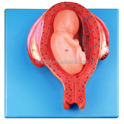 Lebhaftes Modell der menschlichen Histoembryologie Fünfter Monat Embryo Fötus und Gebärmutter Anatomisches Modell