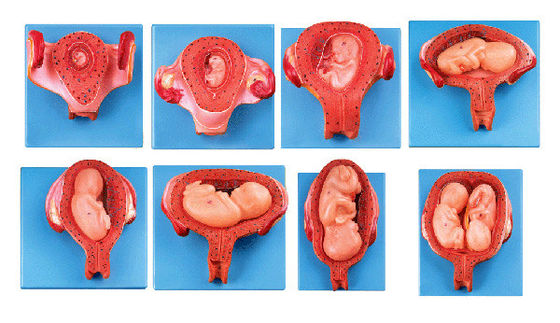 Lebhaftes Modell der menschlichen Histoembryologie Fünfter Monat Embryo Fötus und Gebärmutter Anatomisches Modell