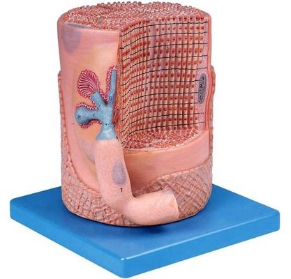 Advanced PVC Medizinische Wissenschaft Anatomisches Modell Skelettmuskelfasern Kern der Muskelzelle 3D-Modell