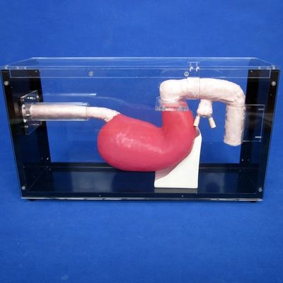 Gastroskop in menschlicher Lebensgröße Duodenoskop und ERCP für den Unterricht der Magen-Darm-Anatomie