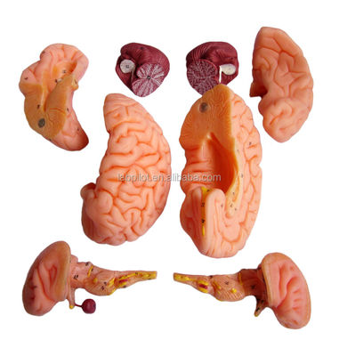 8 Teile Luxus-Menschliche Lehre Plastikhirnmodell für Krankenhäuser Anatomie des Nervensystems