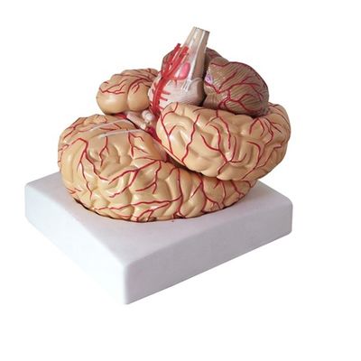 Anatomisches Modell zur Anzeige der Gehirntumbenanatomie Medizinisches Lehrwerkzeug der Hemisphäre