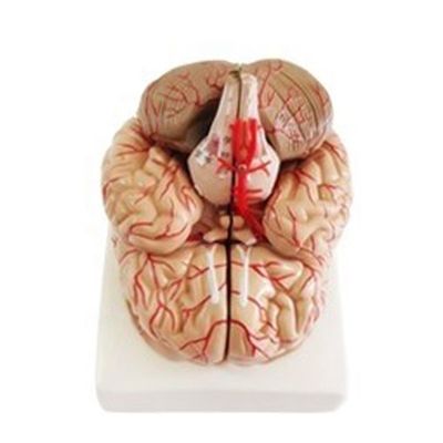 Anatomisches Modell zur Anzeige der Gehirntumbenanatomie Medizinisches Lehrwerkzeug der Hemisphäre