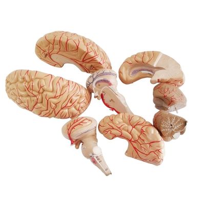 Anatomisches Modell zur Anzeige der Gehirntumbenanatomie Medizinisches Lehrwerkzeug der Hemisphäre