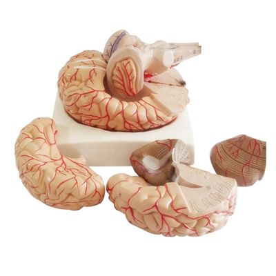 Anatomisches Modell zur Anzeige der Gehirntumbenanatomie Medizinisches Lehrwerkzeug der Hemisphäre