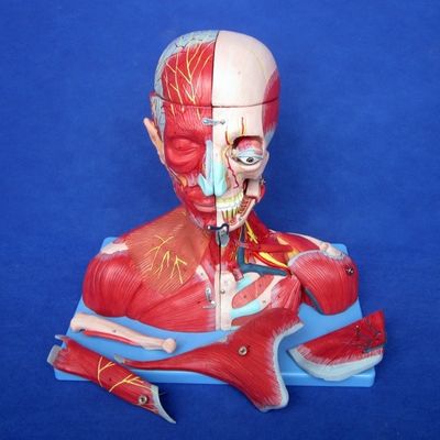 Medizinische Studie Erweiterte PVC menschliche Kopf Muskeln Nerven und Gehirn Anatomisches Rumpfmodell